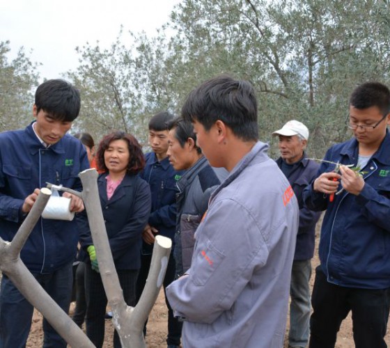 公司從產(chǎn)業(yè)鏈起始端著手，引進(jìn)良種優(yōu)苗，繁育基地苗圃，優(yōu)化樹(shù)種，以?xún)?yōu)質(zhì)的橄欖樹(shù)苗為生產(chǎn)特級(jí)初榨橄欖油提供基礎(chǔ)保障。在以自建萬(wàn)畝國(guó)家標(biāo)準(zhǔn)化油橄欖..